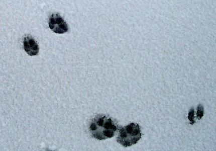 [A patch of snow with two small skinny tracks on the far right. The two round tracks with five pads and two claws at the top are in the center and then two more a little wider apart are at the top right of the image as the animal must have changed directions while moving.]